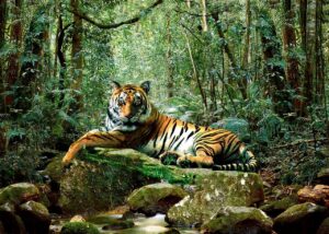 Adrian Chesterman's Tiger in Jungle Wall Mural