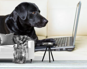 Adorable Dog Using Computer Wall Mural