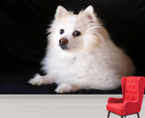 Adorable White Pomeranian Dog Wall Mural