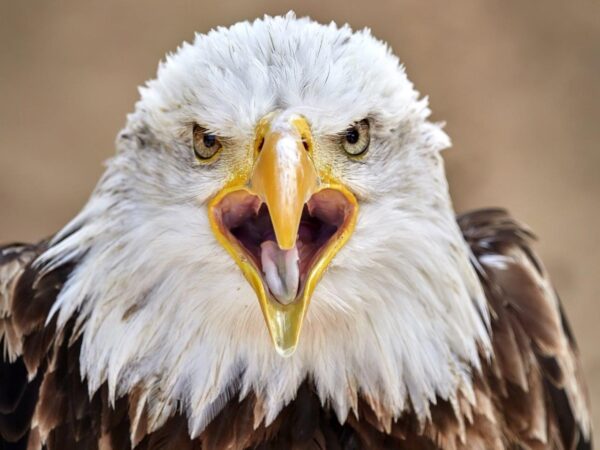 Bold Bald Eagle Screeching Wall Mural