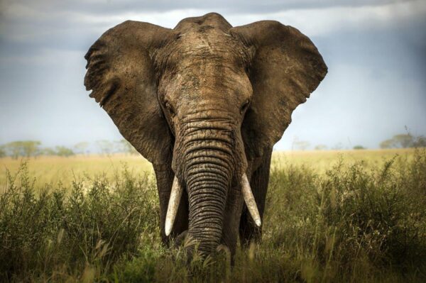 Big African Elephant in the Grasslands Wall Mural