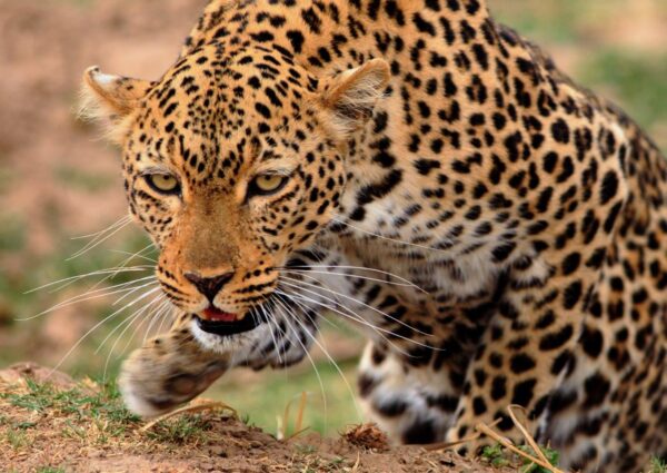 Lying Down African Leopard Wall Mural