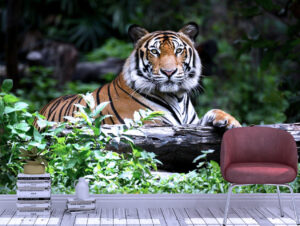 Attractive Bengal Tiger Resting Wall Mural