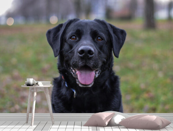 Attractive Black Labrador Sitting Wall Mural