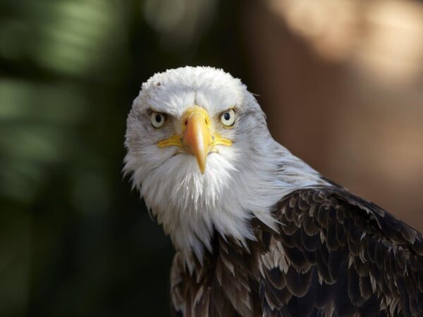Scary Bald Eagle Portrait Wall Mural