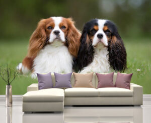 Beautiful Charles Spaniel Dogs Wall Mural