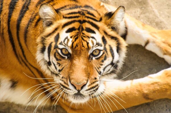 Beautiful Amur Tiger Wall Mural