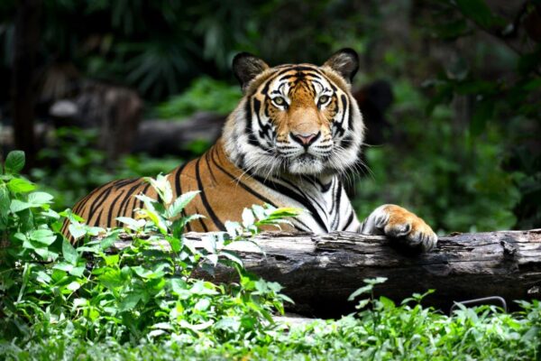 Attractive Bengal Tiger Resting Wall Mural