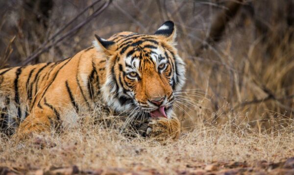 Funny Bengal Tiger Licking Paws Wall Mural