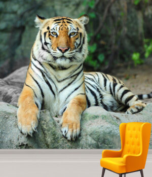 Calm Asian Tiger on Rock Wall Mural