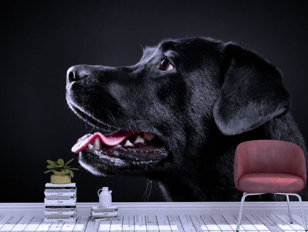 Calm Black Labrador Retriever Wall Mural