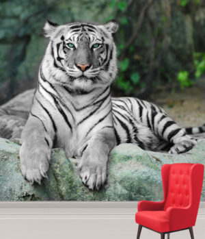 Calm White Asian Tiger Wall Mural