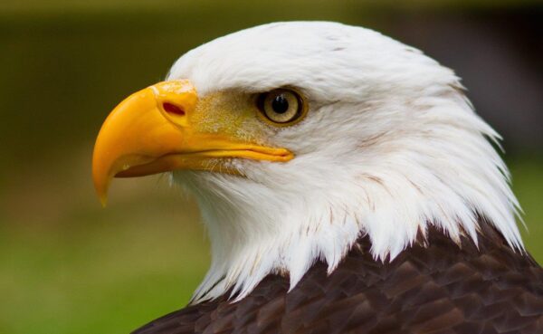 Full Head of Bald Eagle Wall Mural