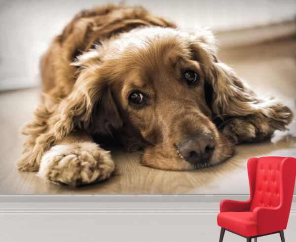 Cocker Spaniel Laying down Wall Mural