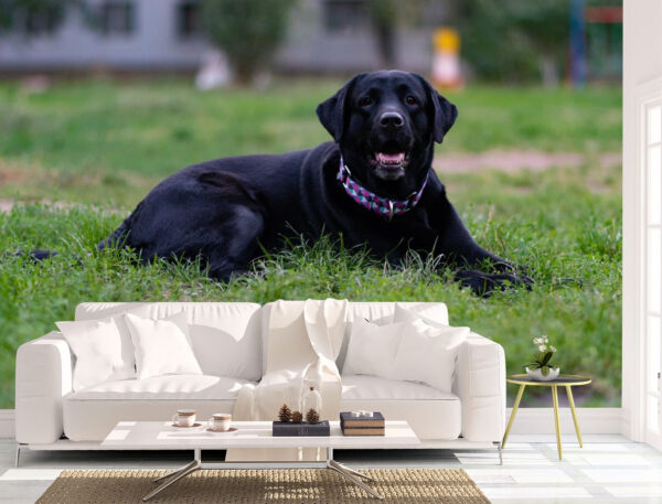 Cute Black Labrador Resting Wall Mural