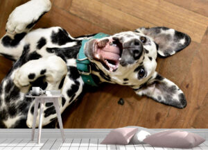 Dalmatian Dog Smiling Wall Mural