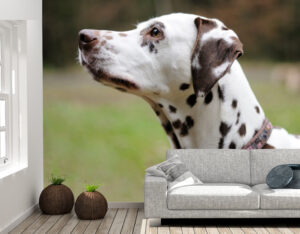 Dalmatian dog