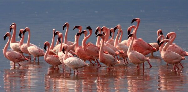 Beautiful Pink Flamingo Parade Wall Mural