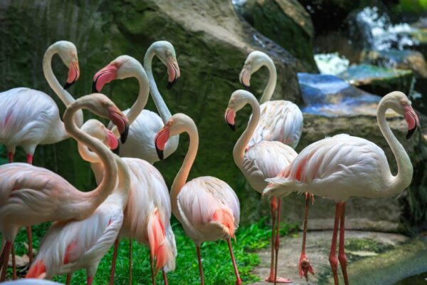 Beautiful Flamingos Wall Mural