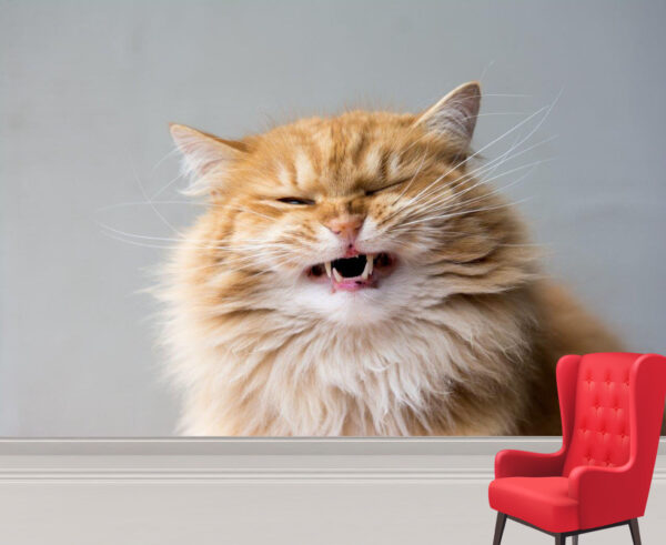 Frustrated Maine Coon Cat Wall Mural