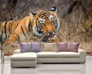 Funny Bengal Tiger Licking Paws Wall Mural