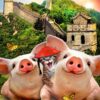 Howard Robinson's Pigs and Cats The Great Wall of China Wall Mural