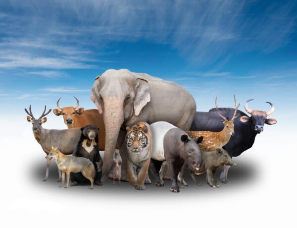 Full Asia Animals with Blue Sky Wall Mural