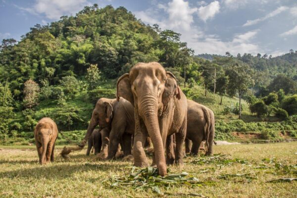 Big Elephants in Nature Park Wall Mural