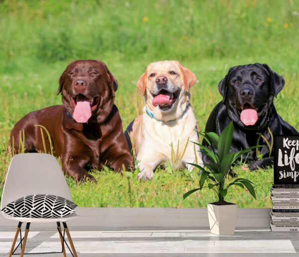 Happy Three Labrador Retrievers Wall Mural