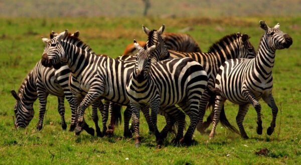 Zebra's Running in the Field Wall Mural