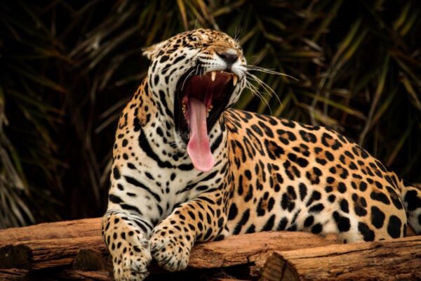 Lazy Jaguar Yawing Brazil Wall Mural