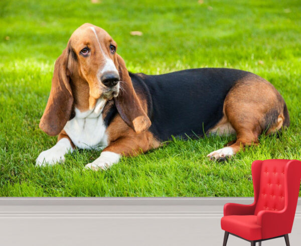 Lazy Basset Hound on the Grass Wall Mural