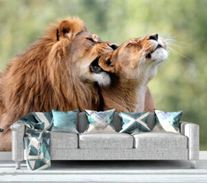 Lion Love Couple in Zoo Wall Mural
