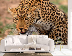 Lying Down African Leopard Wall Mural