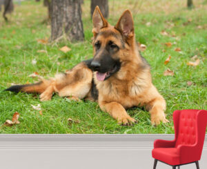 Lying German Shepherd Dog Wall Mural