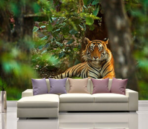 Lying Male Indian Tiger Wall Mural