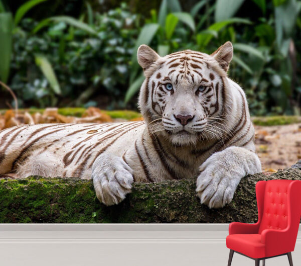 Lying White Tiger in Singapore Zoo Wall Mural