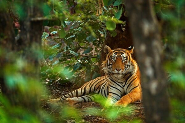 Lying Male Indian Tiger Wall Mural