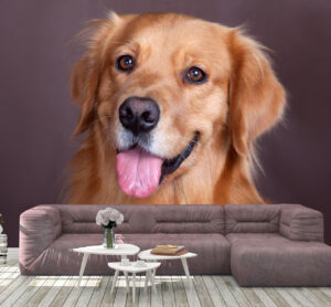 Most Attractive Golden Retriever Wall Mural