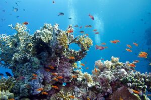 Adrian Chesterman's Coral Reef with Hard Corals and Exotic Fishes Wall Mural