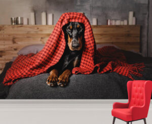 Naughty Doberman Under Blanket Wall Mural