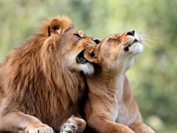 Lion Love Couple in Zoo Wall Mural