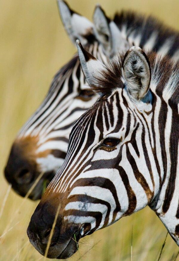 Wild Zebras in National Park Wall Mural