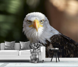 Scary Bald Eagle Portrait Wall Mural