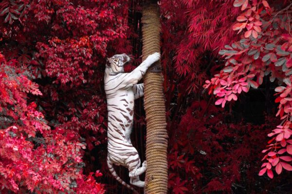 Fun Loving White Tiger Wall Mural