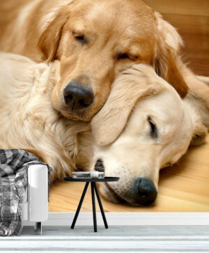 Two Lying Golden Retriever Wall Mural