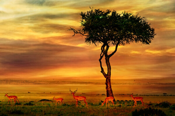 Beautiful Impala at Africa Wall Mural