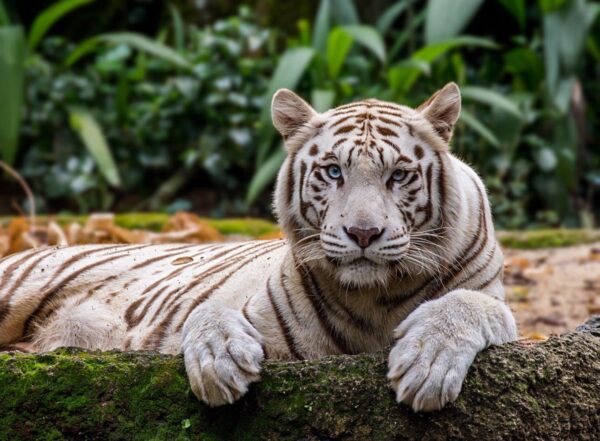 Lying White Tiger in Singapore Zoo Wall Mural