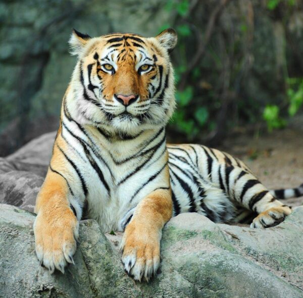 Calm Asian Tiger on Rock Wall Mural