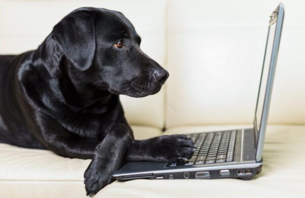 Adorable Dog Using Computer Wall Mural